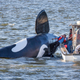 Illustration for article titled Damn, This Fake Orca Sucks At Being a Fake Orca